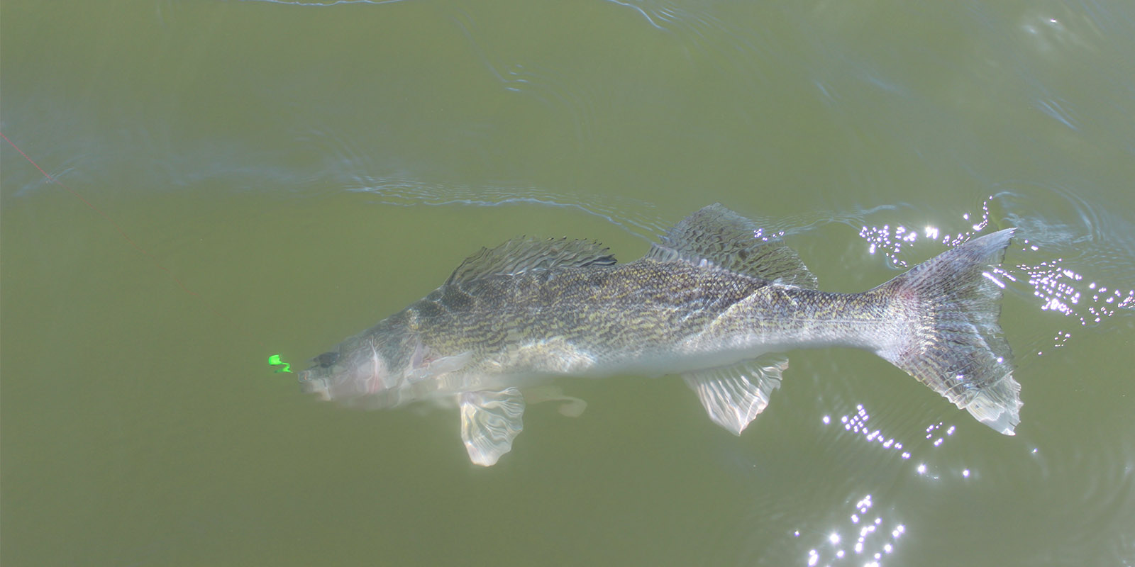 Walleye on Green Jig